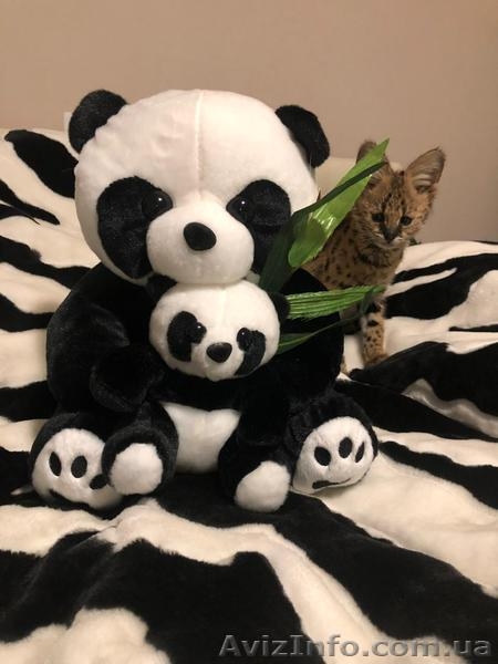 Сервал купить можно у нас, продам сервалят - <ro>Изображение</ro><ru>Изображение</ru> #3, <ru>Объявление</ru> #1640974