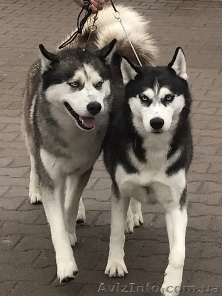 Хаски. Щенки - <ro>Изображение</ro><ru>Изображение</ru> #3, <ru>Объявление</ru> #1644076