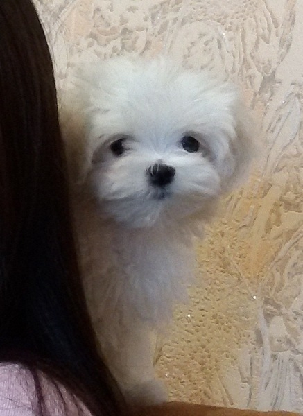 Предлагаются щенки мальтезе для дома и любви - <ro>Изображение</ro><ru>Изображение</ru> #3, <ru>Объявление</ru> #1648171