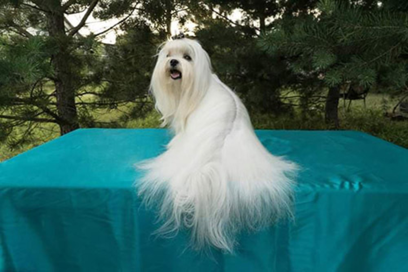 Предлагаются щенки мальтезе для дома и любви - <ro>Изображение</ro><ru>Изображение</ru> #6, <ru>Объявление</ru> #1648171