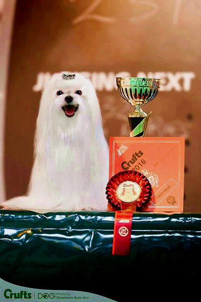 Предлагаются щенки мальтезе для дома и любви - <ro>Изображение</ro><ru>Изображение</ru> #5, <ru>Объявление</ru> #1648171