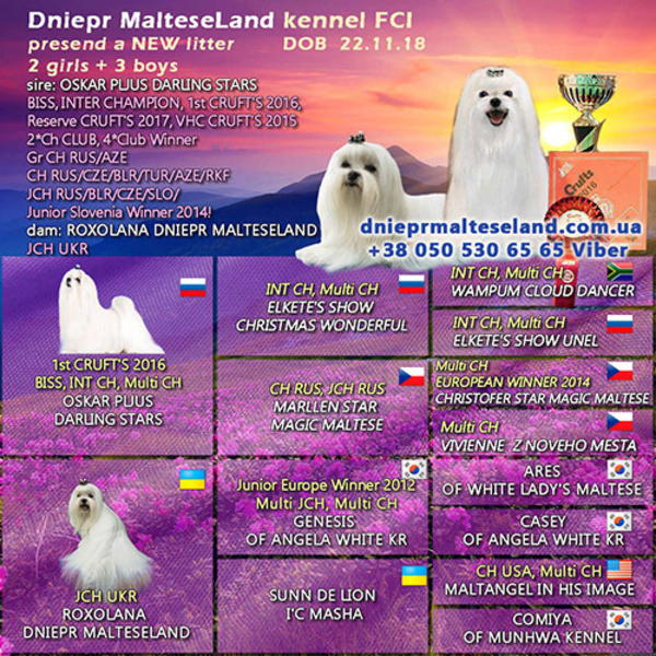 Предлагаются щенки мальтезе для дома и любви - <ro>Изображение</ro><ru>Изображение</ru> #7, <ru>Объявление</ru> #1648171