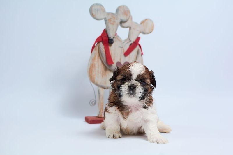 Породные щенки ши тцу - <ro>Изображение</ro><ru>Изображение</ru> #1, <ru>Объявление</ru> #1649914