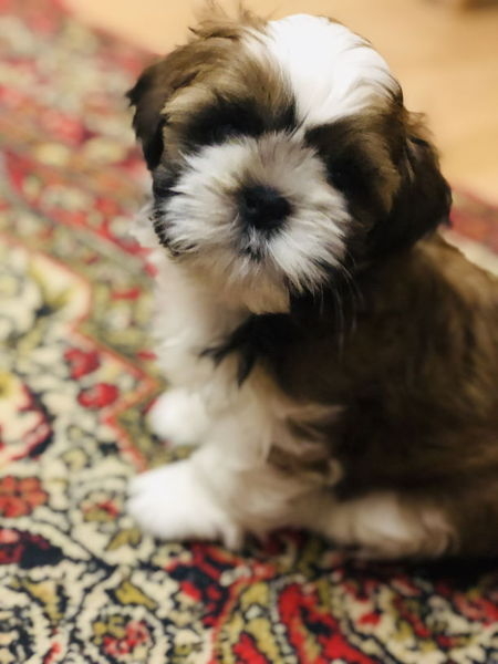 Породные щенки ши тцу - <ro>Изображение</ro><ru>Изображение</ru> #2, <ru>Объявление</ru> #1649914
