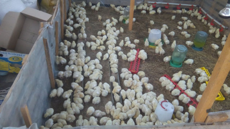 Супер Цыплята бройлер КОББ-500 - <ro>Изображение</ro><ru>Изображение</ru> #4, <ru>Объявление</ru> #1572411