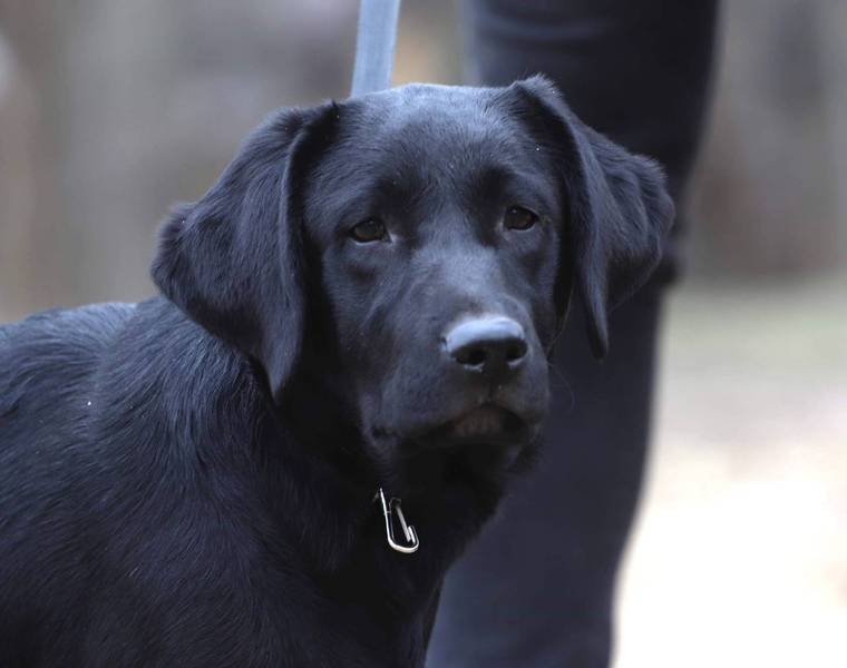 Супер-девочки лабрадора - <ro>Изображение</ro><ru>Изображение</ru> #3, <ru>Объявление</ru> #1643624