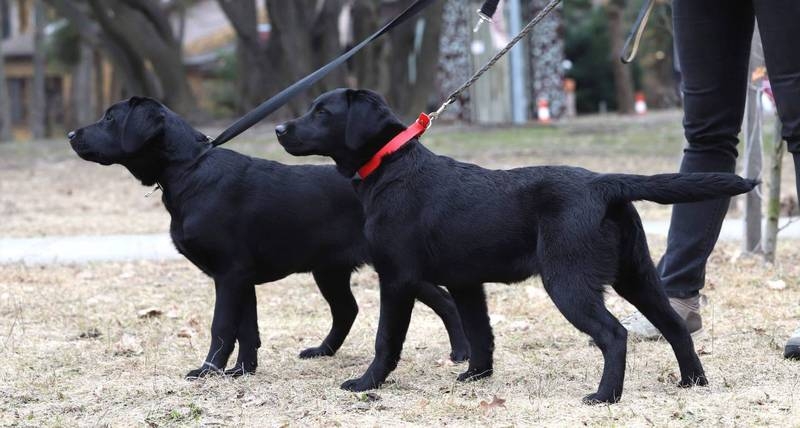 Супер-девочки лабрадора - <ro>Изображение</ro><ru>Изображение</ru> #5, <ru>Объявление</ru> #1643624