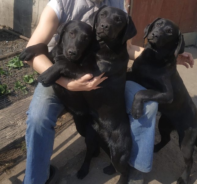 Супер-девочки лабрадора - <ro>Изображение</ro><ru>Изображение</ru> #4, <ru>Объявление</ru> #1643624