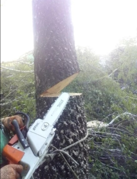 Порезка дров, спил деревьев, корчевание пней, удаление кустов - <ro>Изображение</ro><ru>Изображение</ru> #3, <ru>Объявление</ru> #1656645