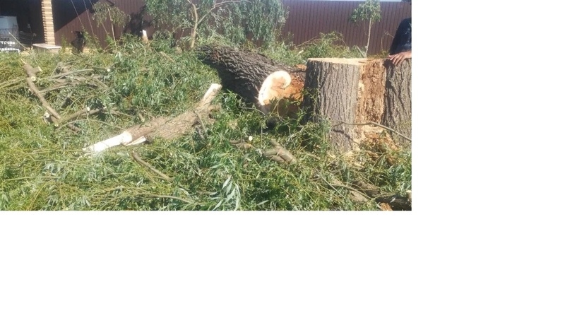 Порезка дров, спил деревьев, корчевание пней, удаление кустов. Чистка - <ro>Изображение</ro><ru>Изображение</ru> #3, <ru>Объявление</ru> #1656238