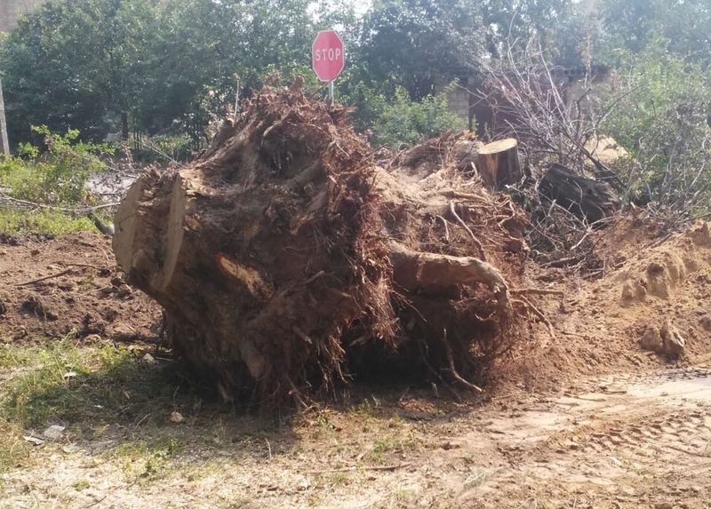 Порезка дров, спил деревьев, корчевание пней, удаление кустов. Чистка - <ro>Изображение</ro><ru>Изображение</ru> #4, <ru>Объявление</ru> #1656238