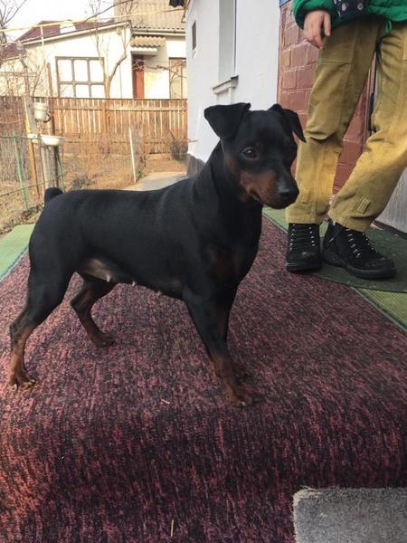 Цвергпинчер щенки - <ro>Изображение</ro><ru>Изображение</ru> #3, <ru>Объявление</ru> #1656245