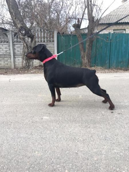 Цвергпинчер щенки - <ro>Изображение</ro><ru>Изображение</ru> #4, <ru>Объявление</ru> #1656245