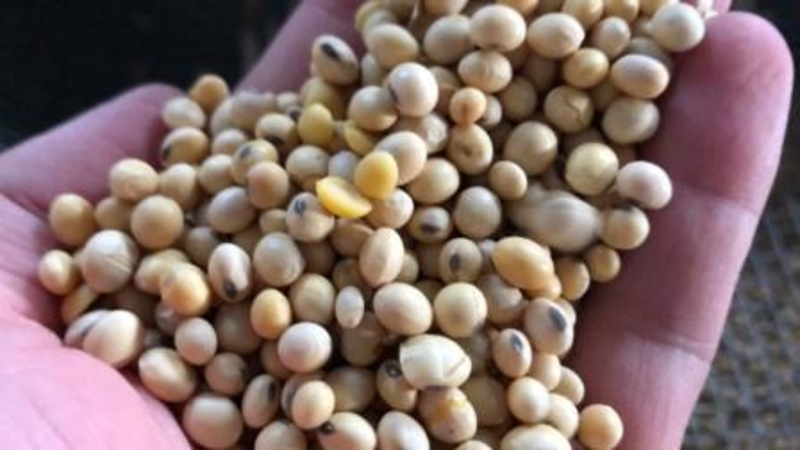 Продам Жмых соевый (макуха, шрот) протеин 44-46%. Доставка, 24/7 - <ro>Изображение</ro><ru>Изображение</ru> #2, <ru>Объявление</ru> #1657906