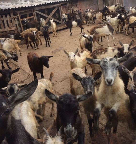 Продам козлят молодняк - <ro>Изображение</ro><ru>Изображение</ru> #3, <ru>Объявление</ru> #1662905