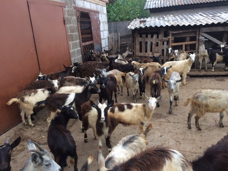 Продам козлят молодняк - <ro>Изображение</ro><ru>Изображение</ru> #4, <ru>Объявление</ru> #1662905