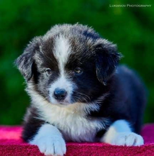 Щенки Бордер Колли от Чемпиона мира 2018 г и Европы 2019 г. - <ro>Изображение</ro><ru>Изображение</ru> #3, <ru>Объявление</ru> #1666845