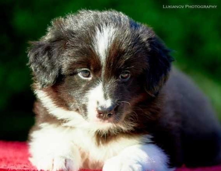 Щенки Бордер Колли от Чемпиона мира 2018 г и Европы 2019 г. - <ro>Изображение</ro><ru>Изображение</ru> #4, <ru>Объявление</ru> #1666845