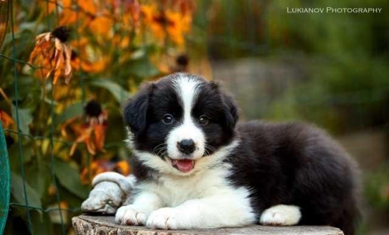 Щенки Бордер Колли от Чемпиона мира 2018 г и Европы 2019 г. - <ro>Изображение</ro><ru>Изображение</ru> #5, <ru>Объявление</ru> #1666845