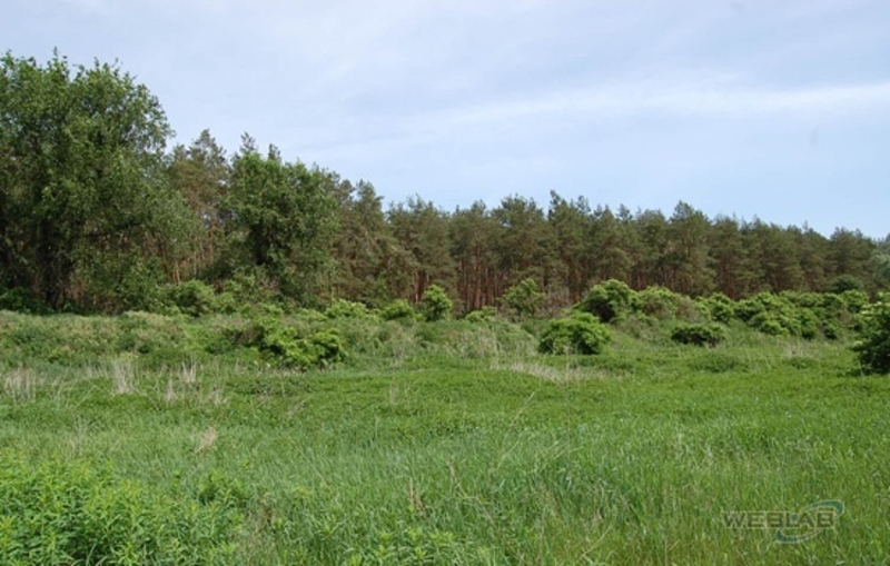 Недорого. Продажа-аренда участков. Под любой вид деятельности. Есть озеро  - <ro>Изображение</ro><ru>Изображение</ru> #4, <ru>Объявление</ru> #1668922