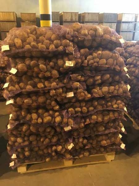 Белорусский картофель с Минщины (Бриз, Гала, Манифест) - <ro>Изображение</ro><ru>Изображение</ru> #1, <ru>Объявление</ru> #1668309