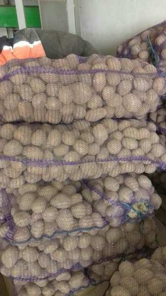 Белорусский картофель с Минщины (Бриз, Гала, Манифест) - <ro>Изображение</ro><ru>Изображение</ru> #2, <ru>Объявление</ru> #1668309