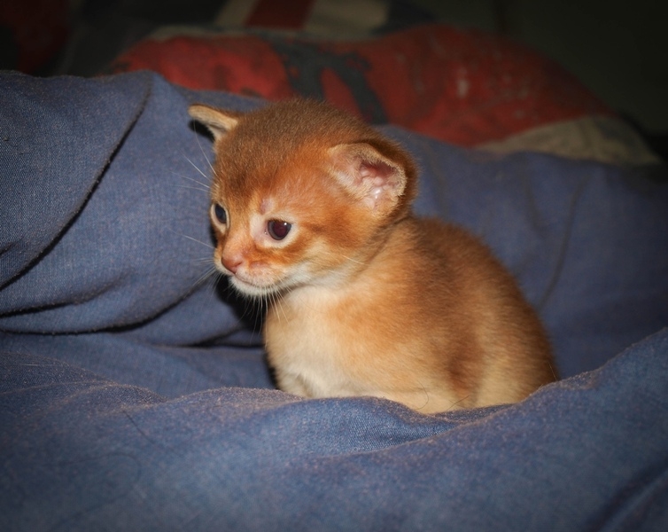 Абиссинская (голубой и соррель) - <ro>Изображение</ro><ru>Изображение</ru> #4, <ru>Объявление</ru> #1666321