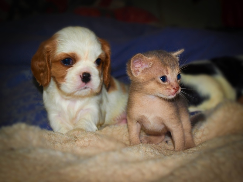 Абиссинская (голубой и соррель) - <ro>Изображение</ro><ru>Изображение</ru> #3, <ru>Объявление</ru> #1666321