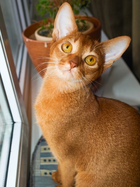 Абиссинская (голубой и соррель) - <ro>Изображение</ro><ru>Изображение</ru> #7, <ru>Объявление</ru> #1666321