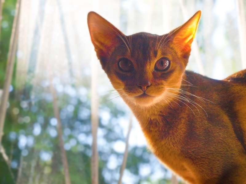 Абиссинская (голубой и соррель) - <ro>Изображение</ro><ru>Изображение</ru> #8, <ru>Объявление</ru> #1666321