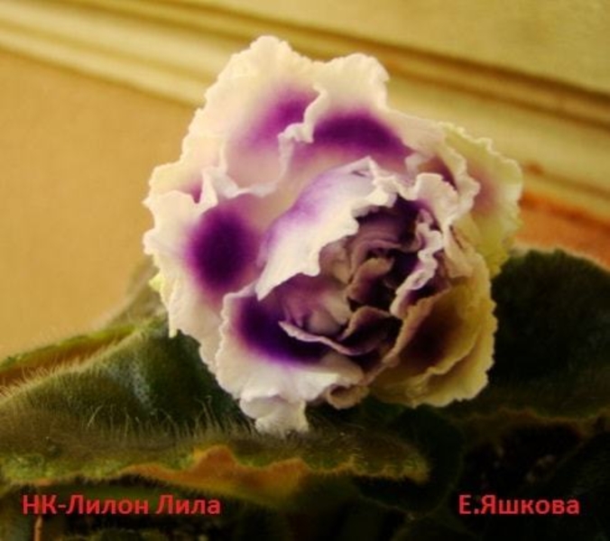 Фиалки, листочки, черенки, стартеры, цветущие, комнатные цветы, - <ro>Изображение</ro><ru>Изображение</ru> #3, <ru>Объявление</ru> #1667858