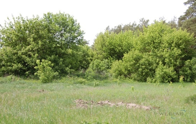 Продажа земельного участка 162,89 сот. в СОБСТВЕННОСТИ. с. Залесье,  - <ro>Изображение</ro><ru>Изображение</ru> #3, <ru>Объявление</ru> #1675017