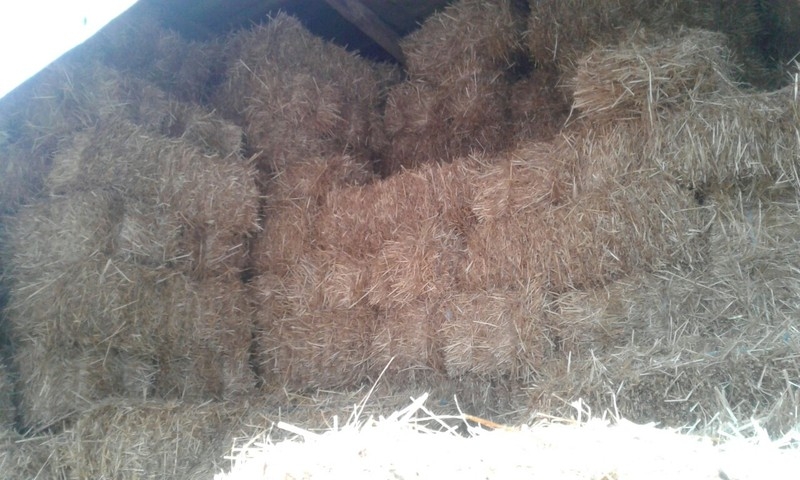 Солома просяна - <ro>Изображение</ro><ru>Изображение</ru> #2, <ru>Объявление</ru> #1673793