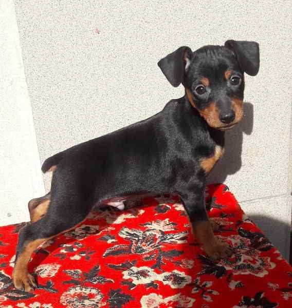 Цвергпинчер черные мальчики и девочки 2 месяца  Киев. - <ro>Изображение</ro><ru>Изображение</ru> #4, <ru>Объявление</ru> #1664982