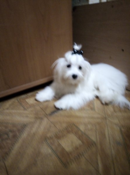 Продам мальтийских болонок - <ro>Изображение</ro><ru>Изображение</ru> #3, <ru>Объявление</ru> #1679556