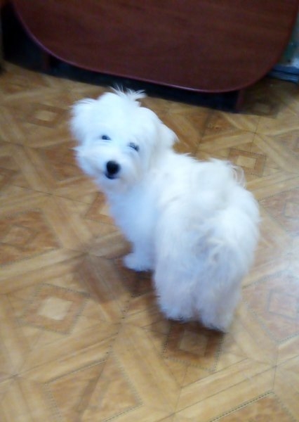 Продам мальтийских болонок - <ro>Изображение</ro><ru>Изображение</ru> #4, <ru>Объявление</ru> #1679556