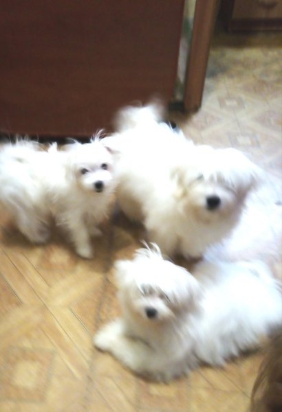 Продам мальтийских болонок - <ro>Изображение</ro><ru>Изображение</ru> #5, <ru>Объявление</ru> #1679556