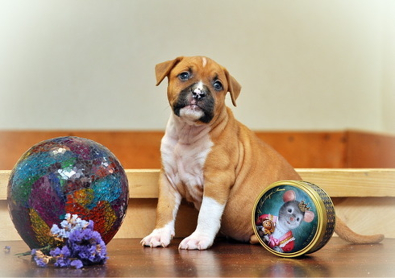 щенки Aмеpиканского Стаффоpдширского Теpьера - <ro>Изображение</ro><ru>Изображение</ru> #3, <ru>Объявление</ru> #1681796