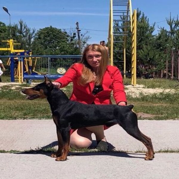 Цуценята німецького пінчера - 2 місяці ПІНЧЕР німецький - СТАНДАРТНИЙ Пінчер нім - <ro>Изображение</ro><ru>Изображение</ru> #3, <ru>Объявление</ru> #1683530