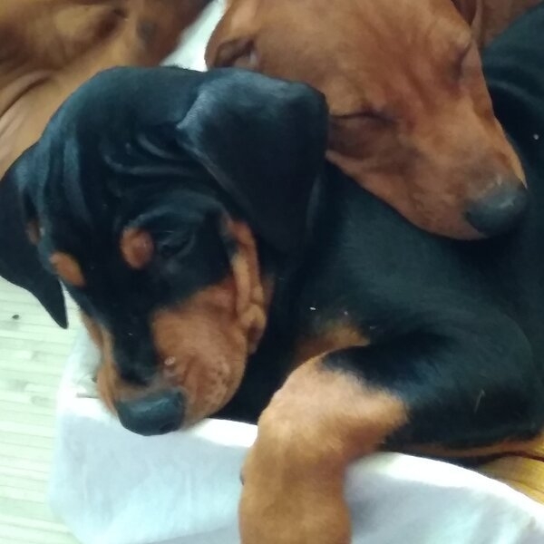 ПІНЧЕР німецький СТАНДАРТНИЙ - <ro>Изображение</ro><ru>Изображение</ru> #1, <ru>Объявление</ru> #1682154