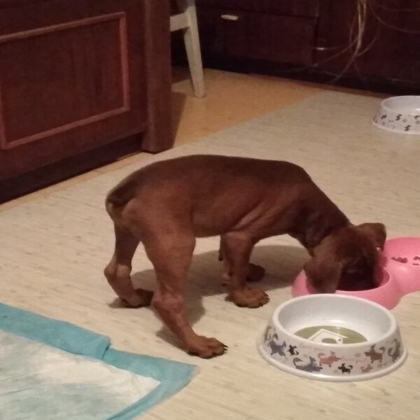 ПІНЧЕР німецький СТАНДАРТНИЙ - <ro>Изображение</ro><ru>Изображение</ru> #2, <ru>Объявление</ru> #1682154