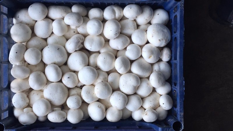 Продаем свежие грибы шампиньоны со своего производства - <ro>Изображение</ro><ru>Изображение</ru> #5, <ru>Объявление</ru> #952429