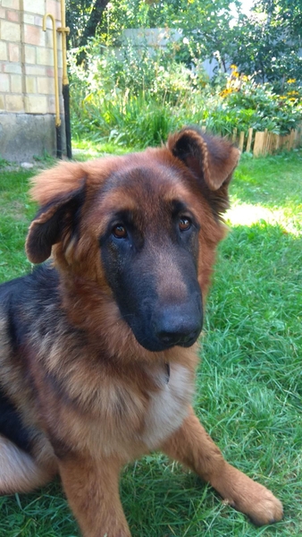 Вушні вставки для  собак - <ro>Изображение</ro><ru>Изображение</ru> #3, <ru>Объявление</ru> #1689049