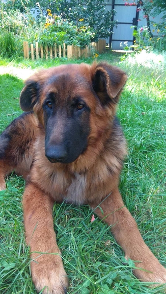 Вушні вставки для  собак - <ro>Изображение</ro><ru>Изображение</ru> #4, <ru>Объявление</ru> #1689049