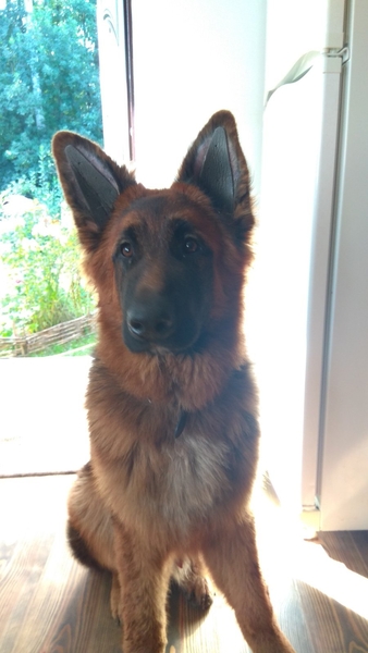 Ушные вставки для  собак - <ro>Изображение</ro><ru>Изображение</ru> #5, <ru>Объявление</ru> #1689047