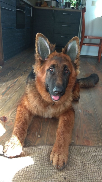 Вушні вставки для  собак - <ro>Изображение</ro><ru>Изображение</ru> #6, <ru>Объявление</ru> #1689049