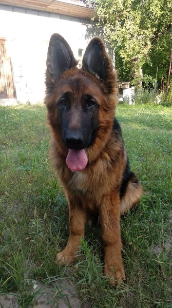 Ушные вставки для  собак - <ro>Изображение</ro><ru>Изображение</ru> #7, <ru>Объявление</ru> #1689047