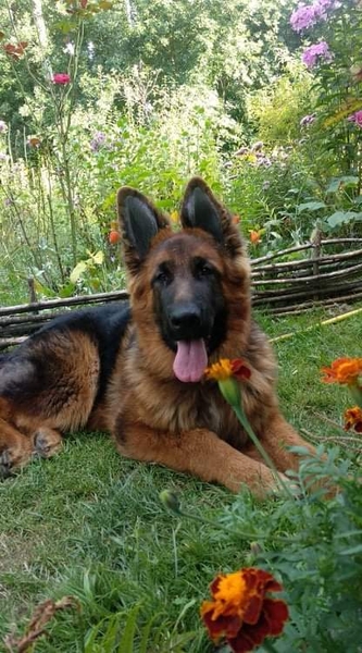 Вушні вставки для  собак - <ro>Изображение</ro><ru>Изображение</ru> #8, <ru>Объявление</ru> #1689049