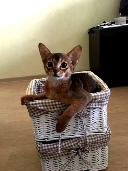 Абиссинский котенок - неповторимость и шик вашего дома - <ro>Изображение</ro><ru>Изображение</ru> #5, <ru>Объявление</ru> #380702