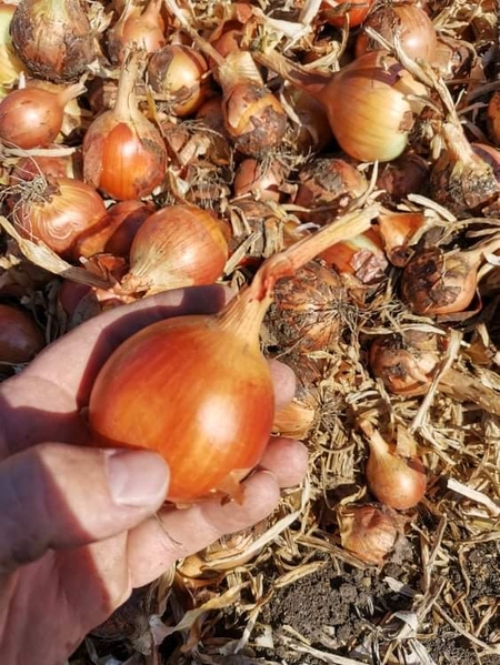 Лук репчатый урожая 2020 г - <ro>Изображение</ro><ru>Изображение</ru> #3, <ru>Объявление</ru> #1690983